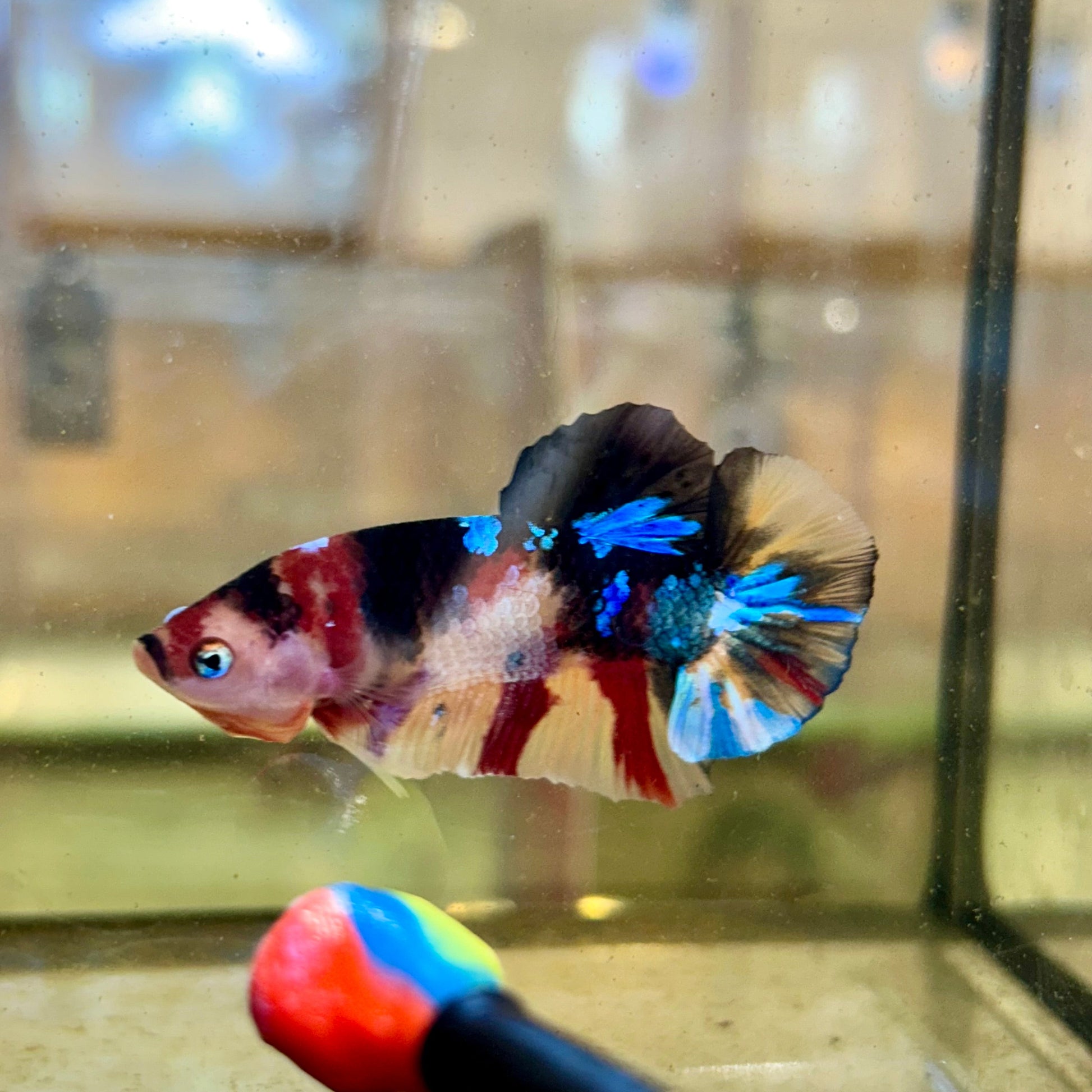 Nemo Candy Plakat - Male Betta 41