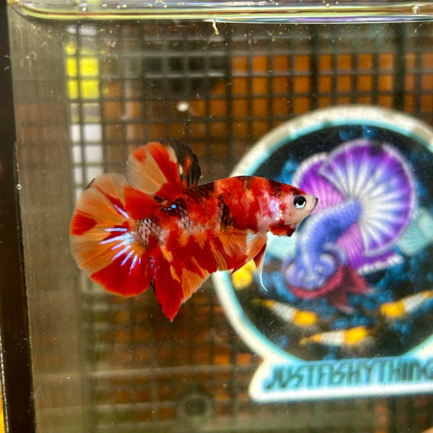 Nemo Classic Plakat - Male Betta 114