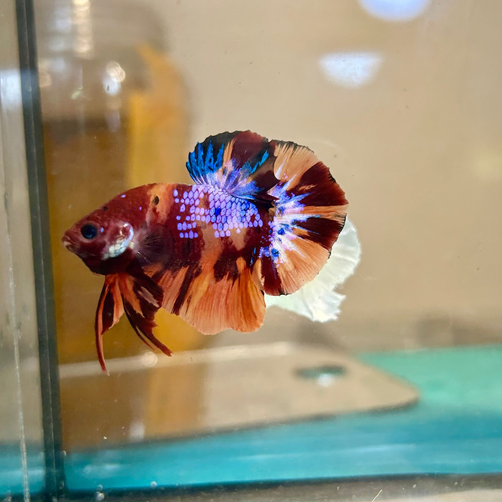 Nemo Copper Plakat - Male Betta 130