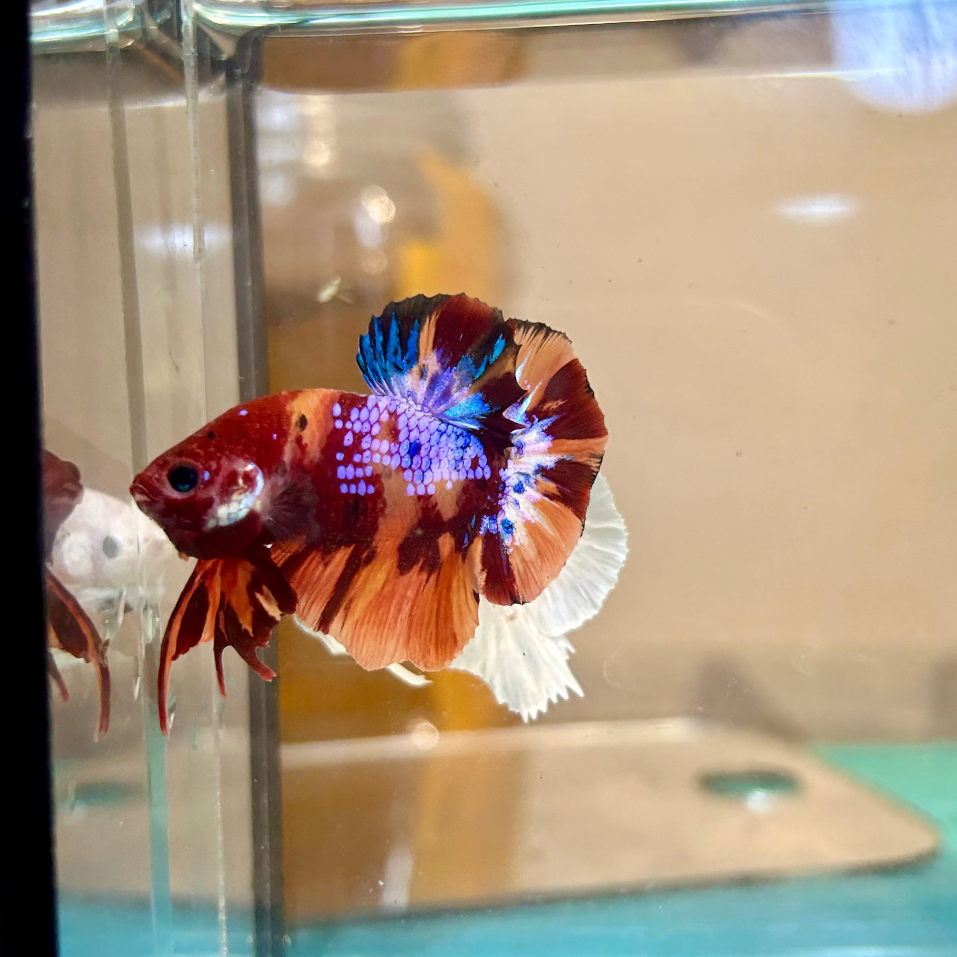 Nemo Copper Plakat - Male Betta 130