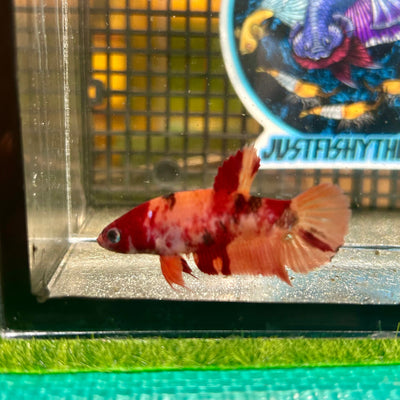 Nemo Koi Classic Plakat - Female Betta 030