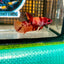 Nemo Koi Classic Plakat - Female Betta 030