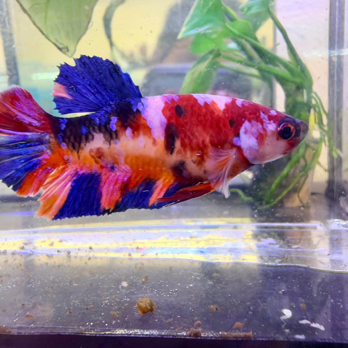 Betta Hembra Plakat Metálica Candy #144