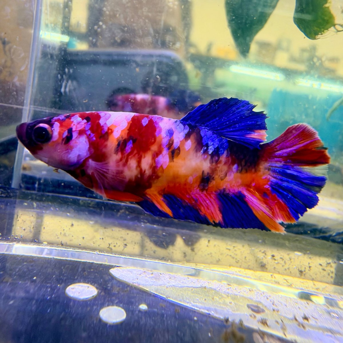Betta Hembra Plakat Metálica Candy #144