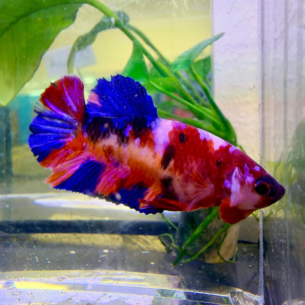 Betta Hembra Plakat Metálica Candy #144