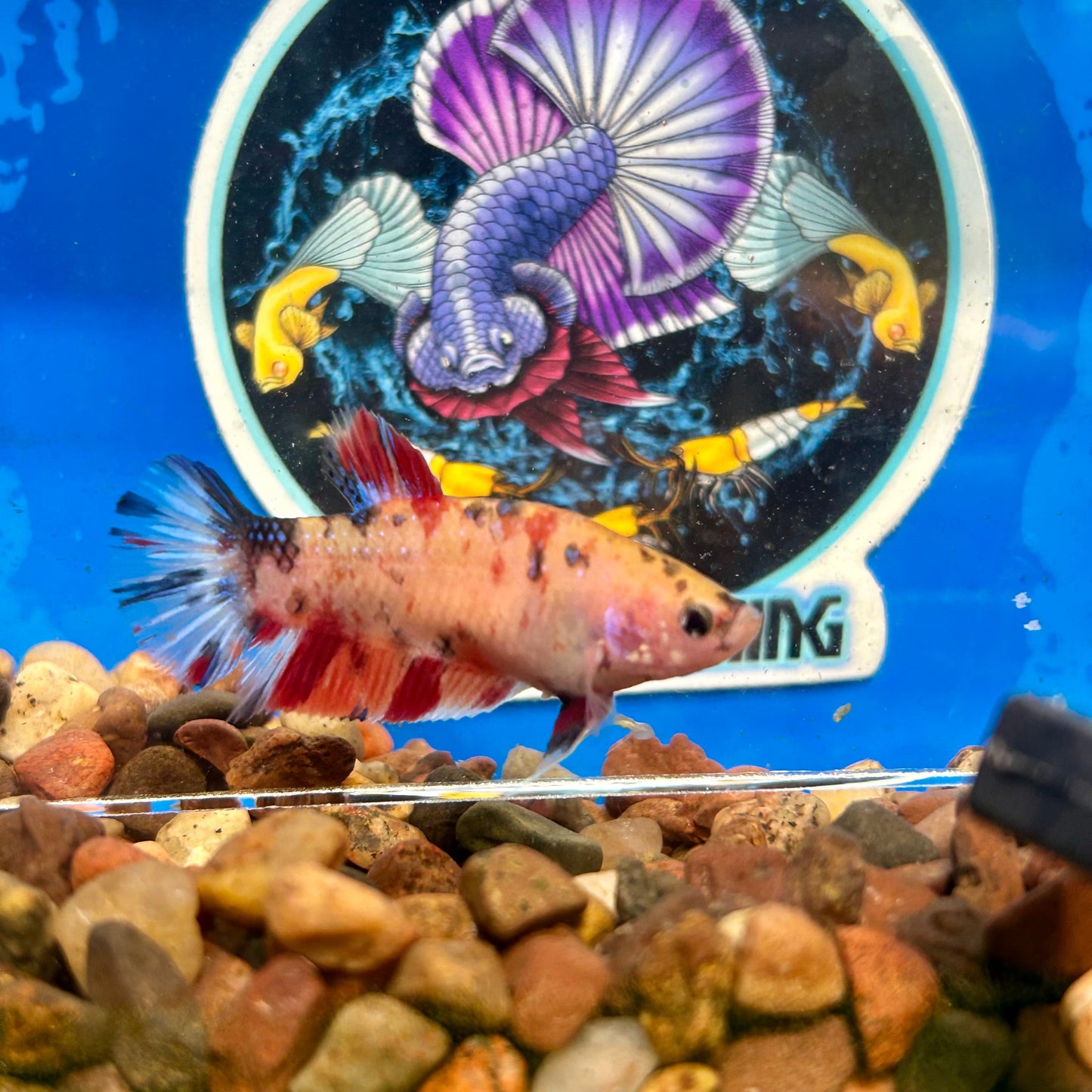 Nemo Koi Plakat - Female Betta 060