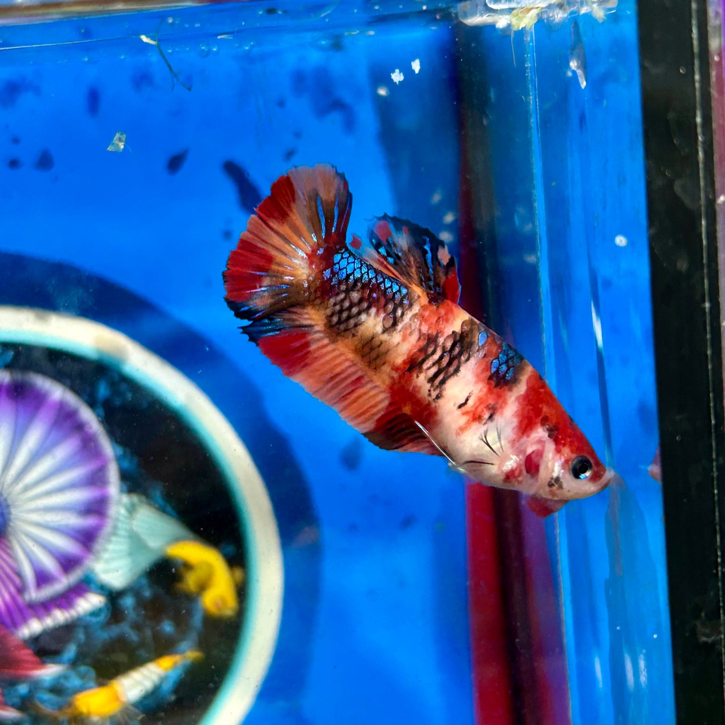 Nemo Koi Plakat - Female Betta 126