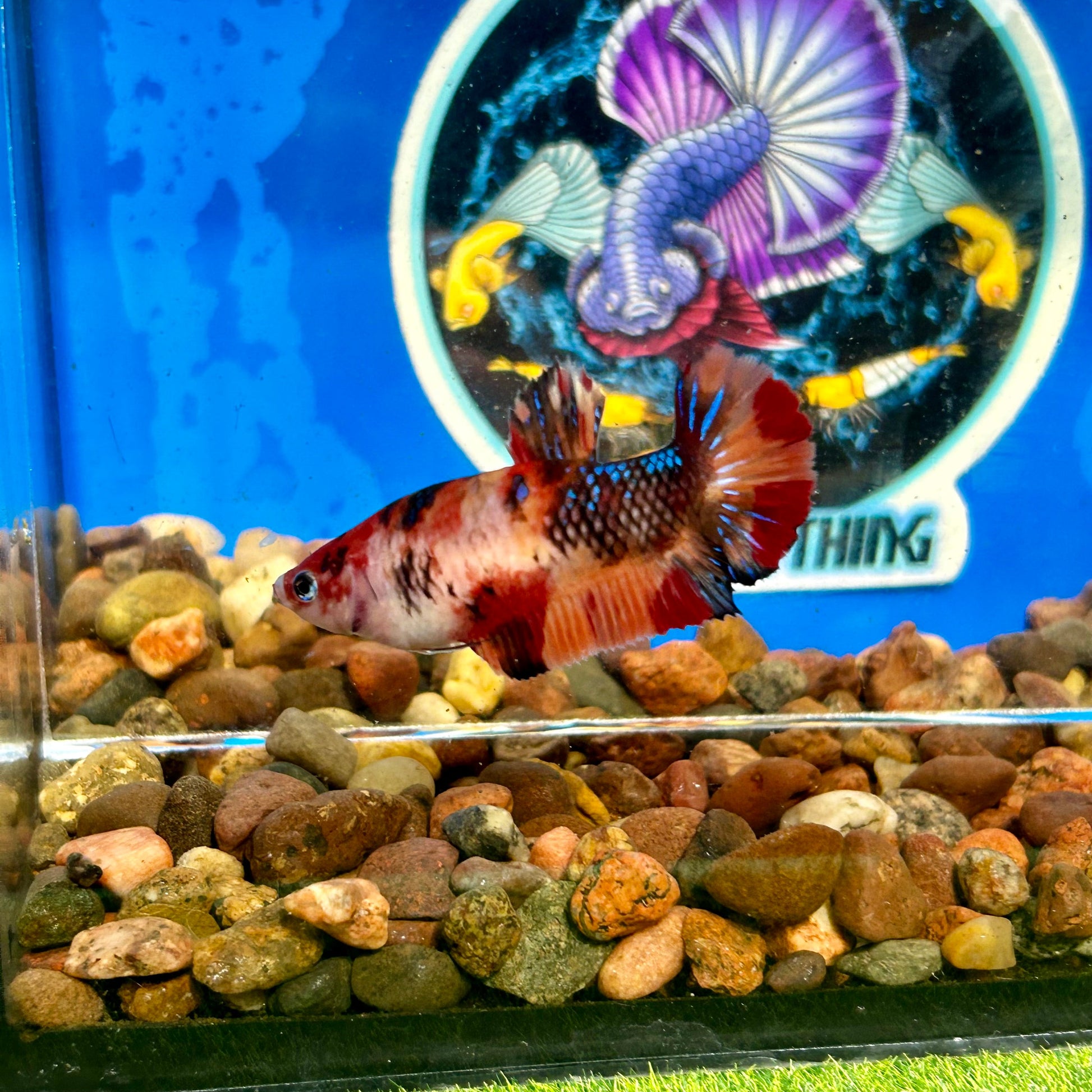 Nemo Koi Plakat - Female Betta 126