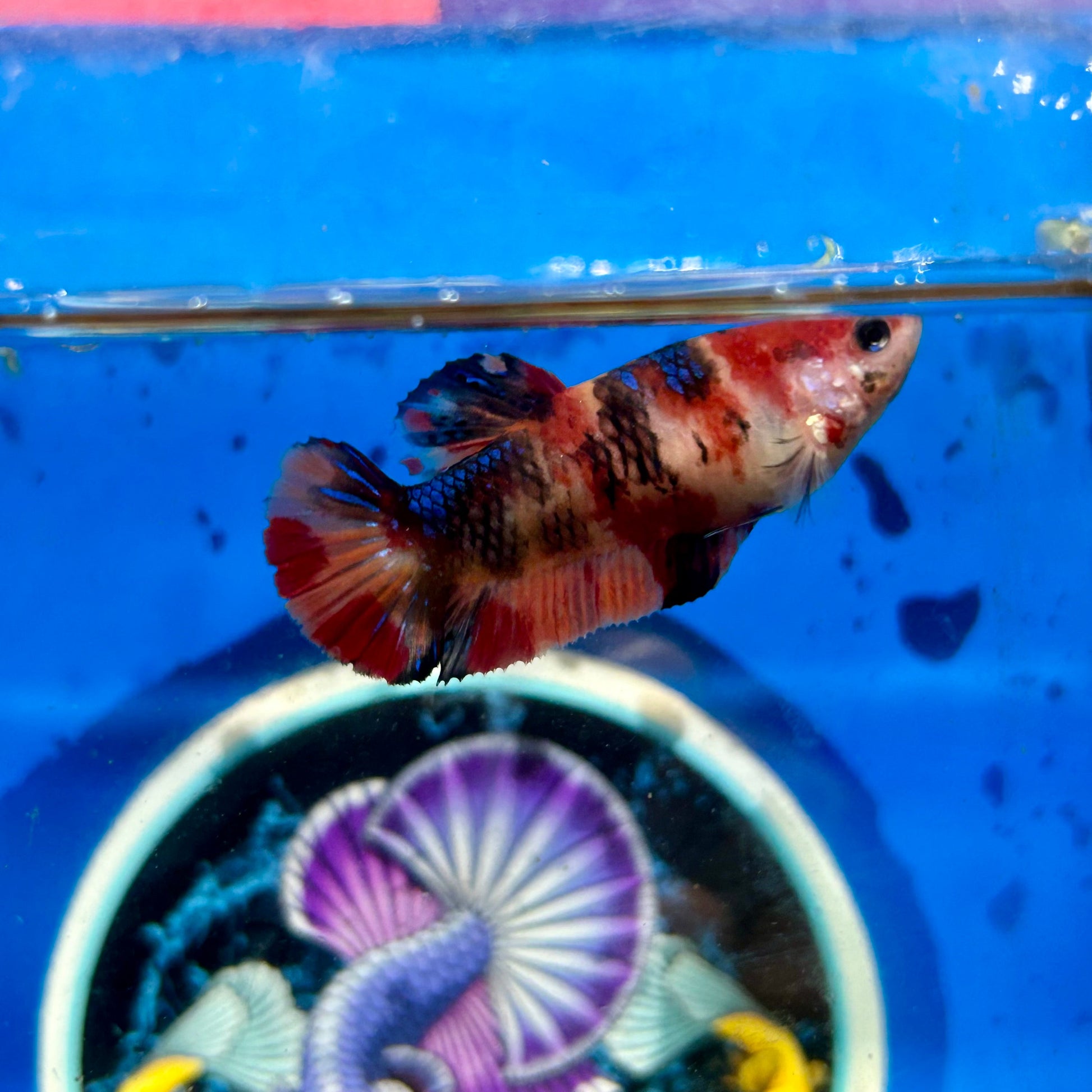 Nemo Koi Plakat - Female Betta 126