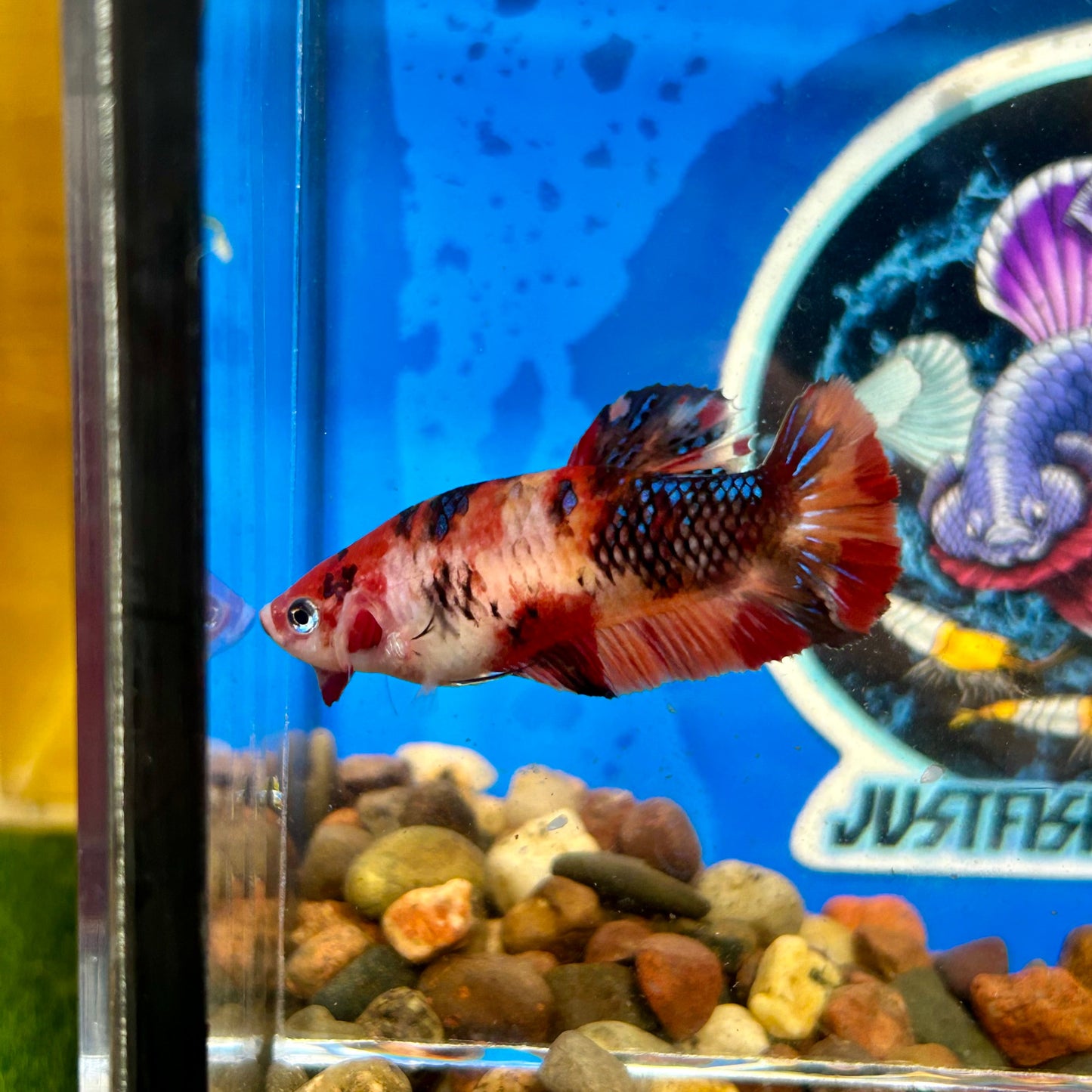 Nemo Koi Plakat - Female Betta 126