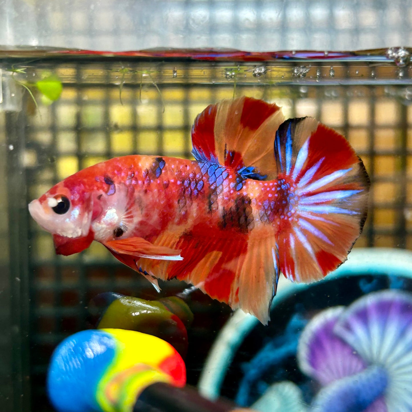 Nemo Metallic Koi Galaxy Plakat - Male Betta 051