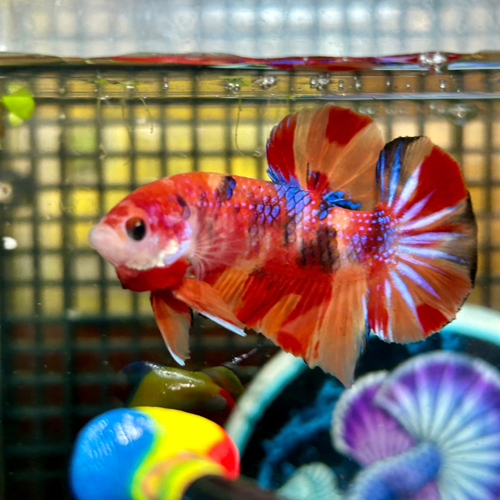 Nemo Metallic Koi Galaxy Plakat - Male Betta 051