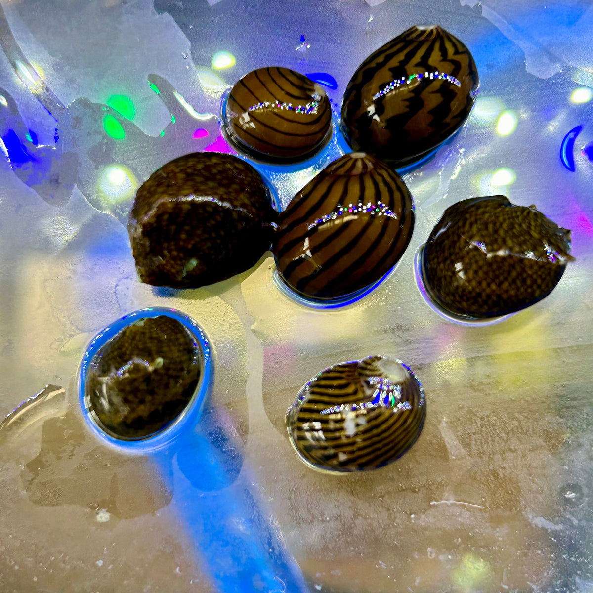 Caracoles Nerite