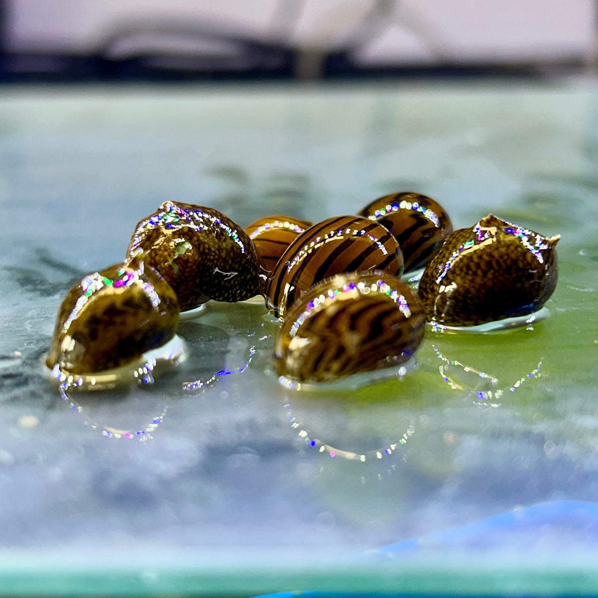 Caracoles Nerite