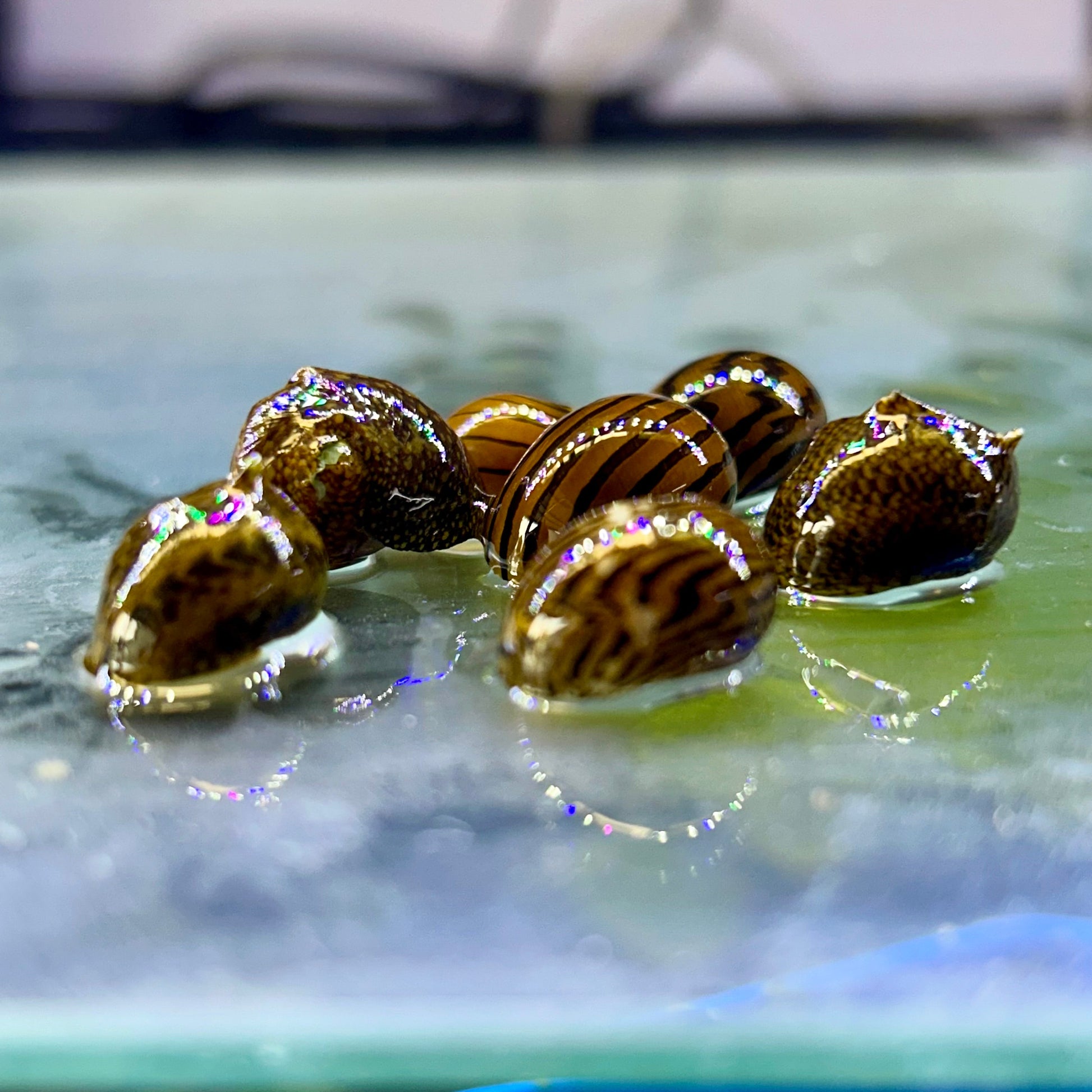 Nerite Snails