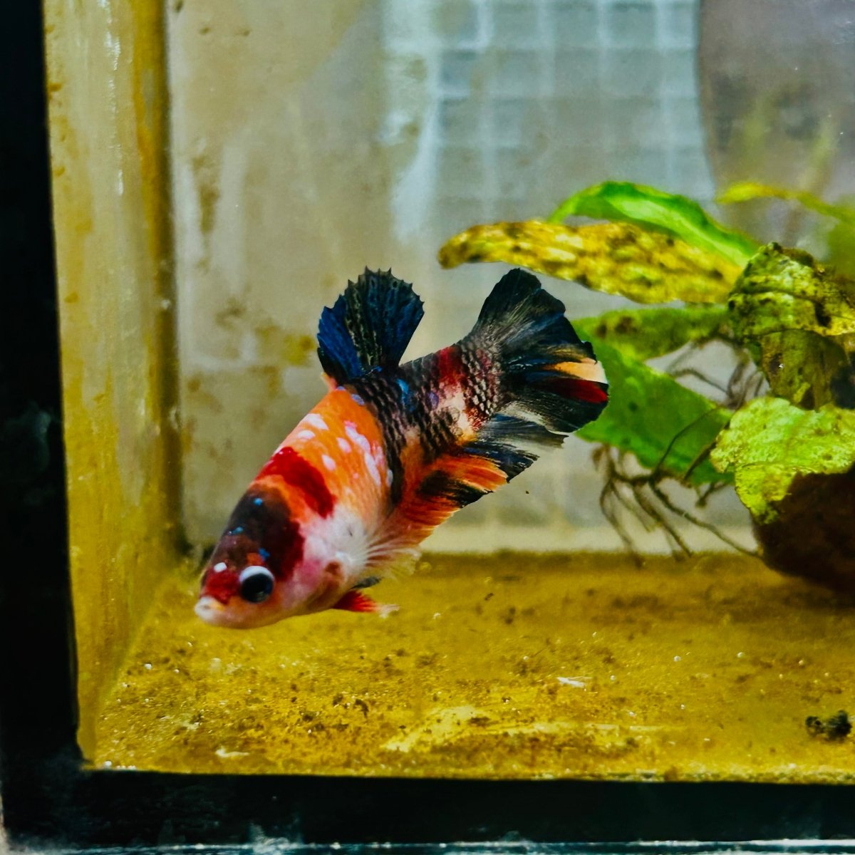 Orange Candy Koi Female Betta 151 Female betta