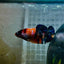 Orange Candy Koi Female Betta 151 Female betta