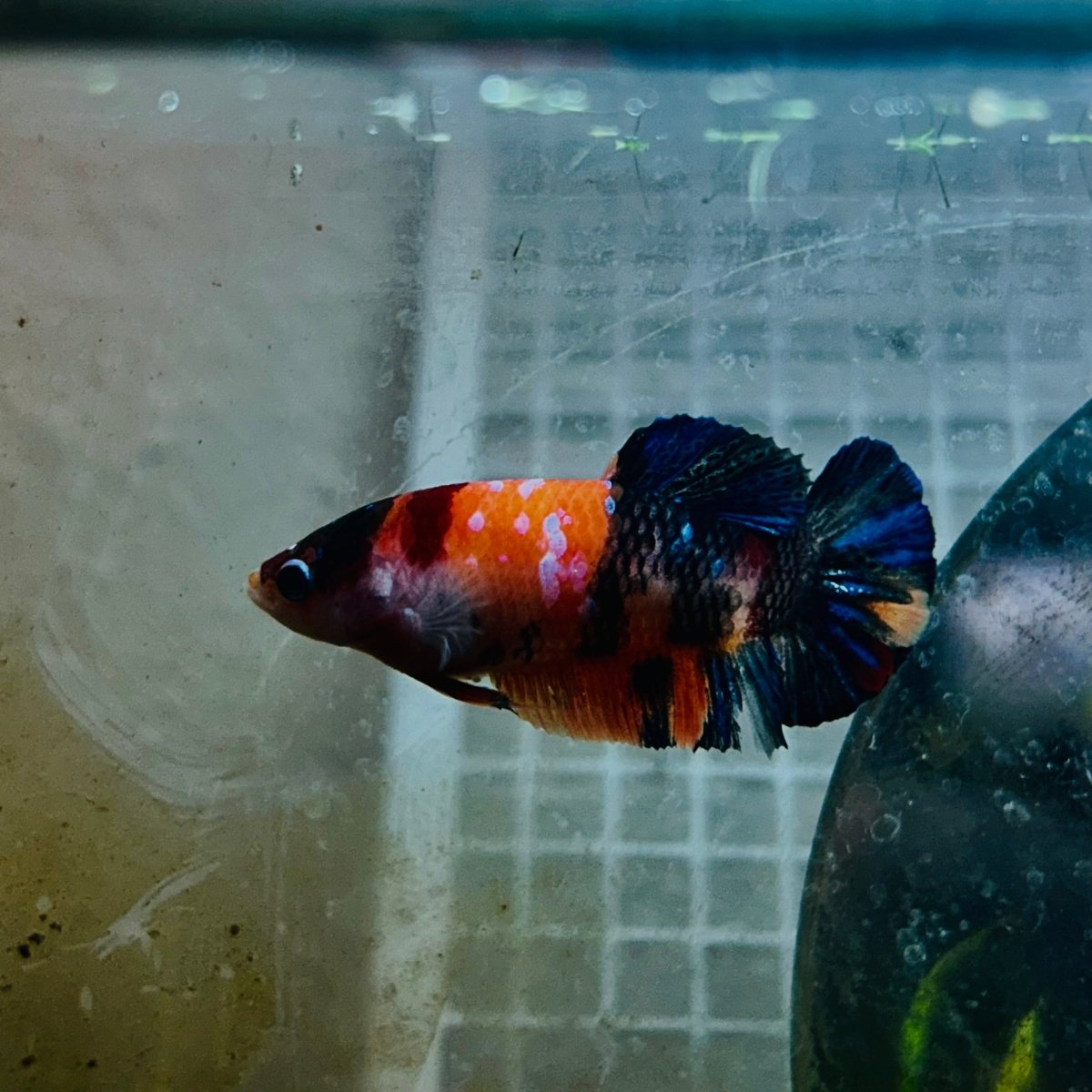 Orange Candy Koi Female Betta 151 Female betta