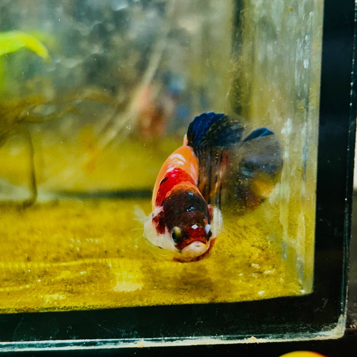 Orange Candy Koi Female Betta 151 Female betta
