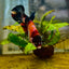 Orange Candy Koi Female Betta 151 Female betta