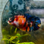 Orange Candy Koi Female Betta 151 Female betta