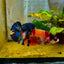 Orange Candy Koi Female Betta 151 Female betta