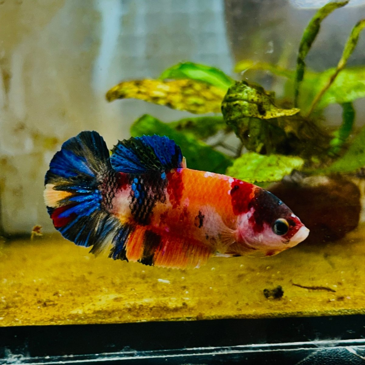 Orange Candy Koi Female Betta 151 Female betta