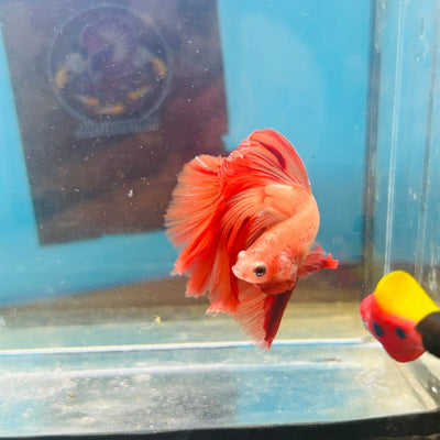 Orange Dot A30 Halfmoon - Male Betta