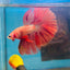 Orange Dot A30 Halfmoon - Male Betta