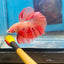Orange Dot A30 Halfmoon - Male Betta