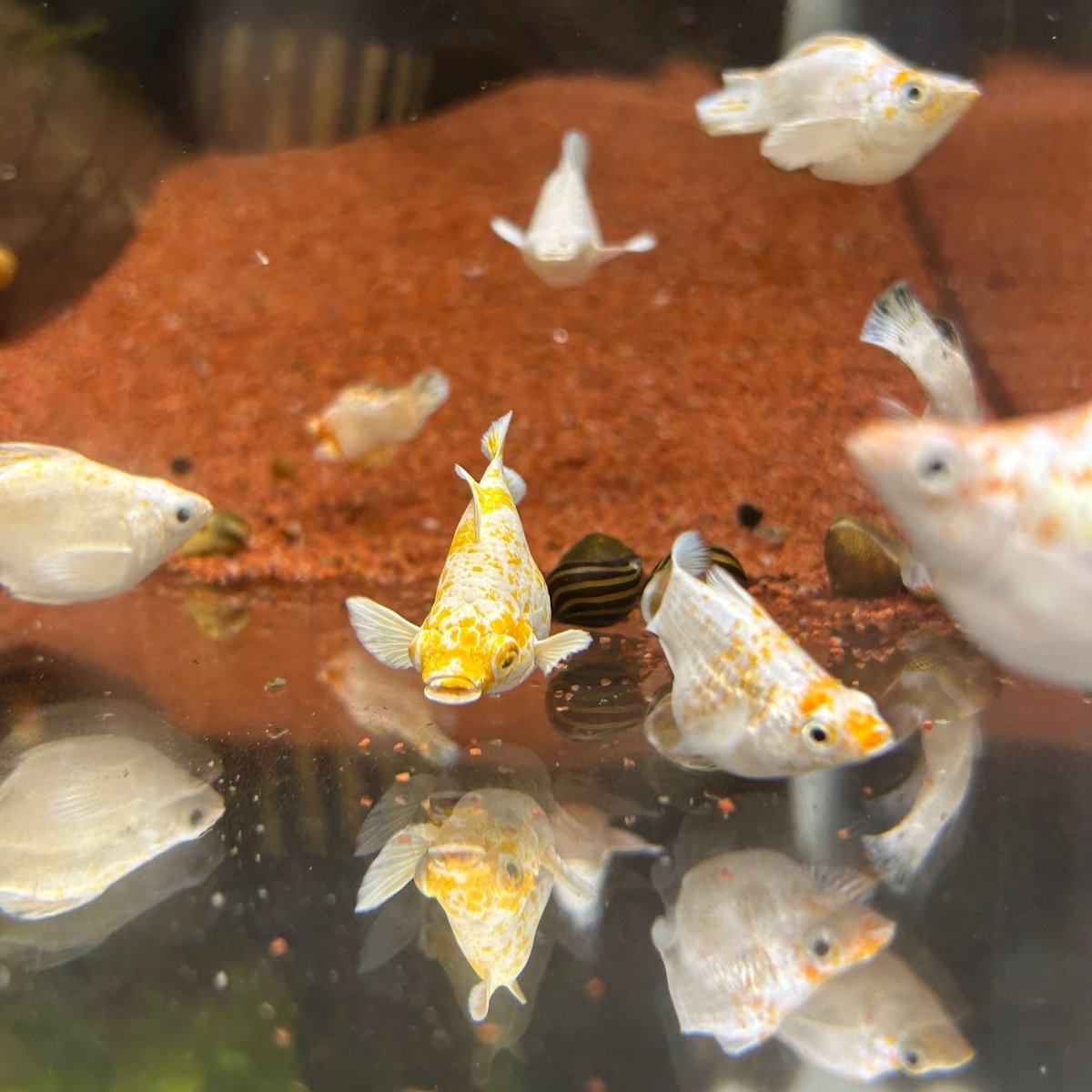 Orange Sakura Balloon Molly