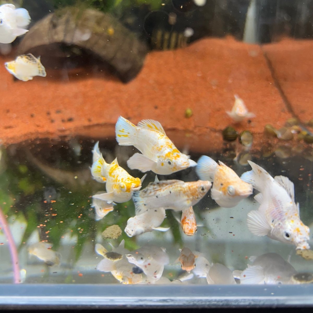 Orange Sakura Balloon Molly