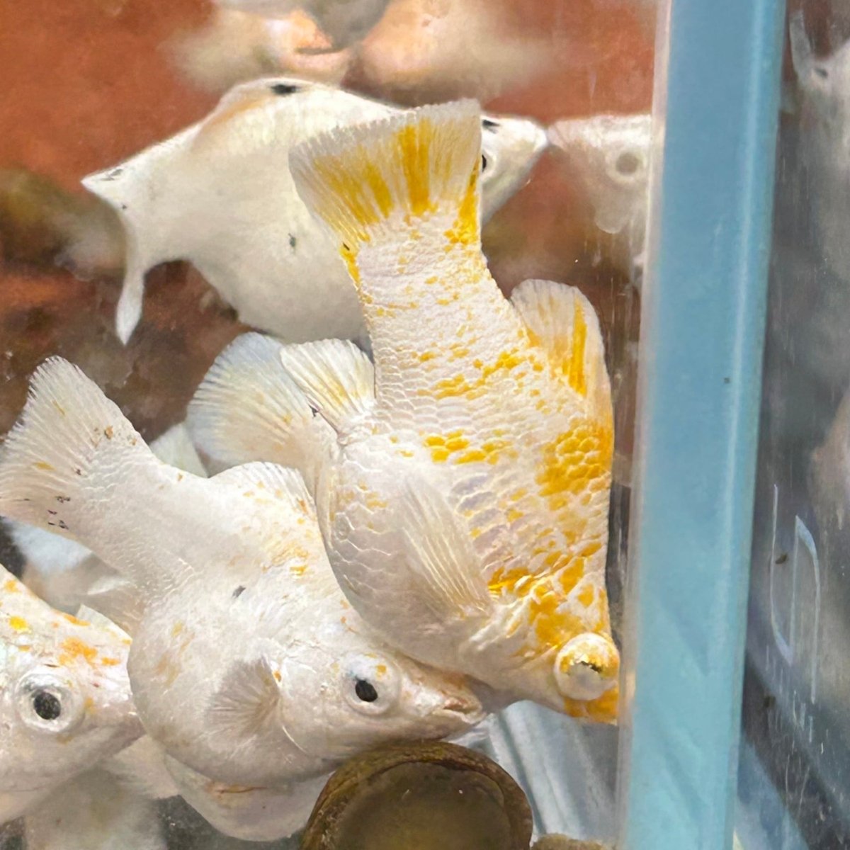 Orange Sakura Balloon Molly