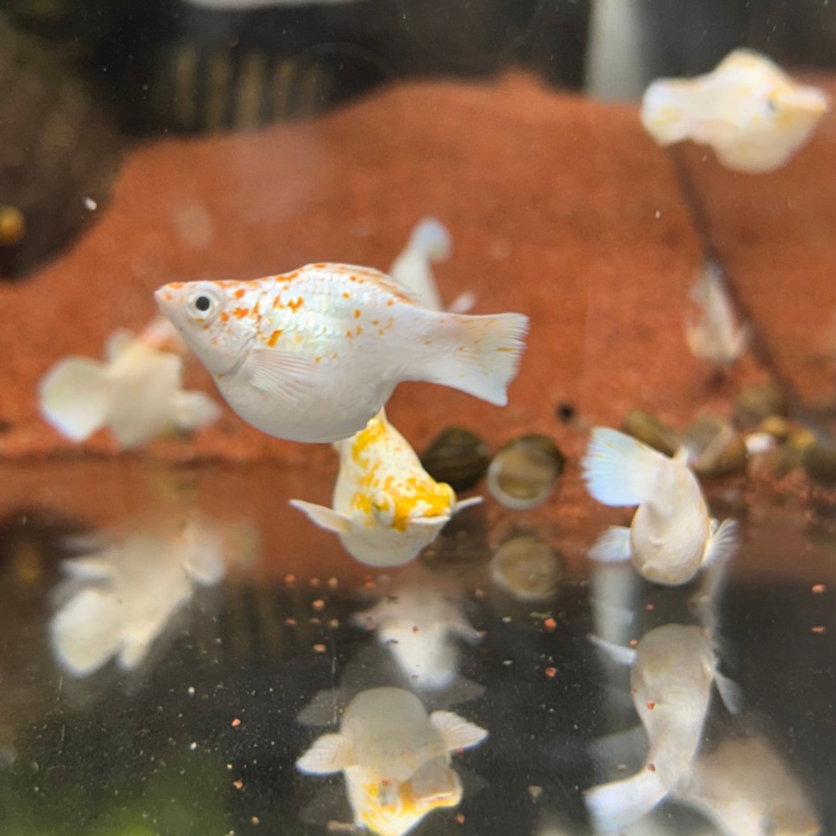 Orange Sakura Balloon Molly