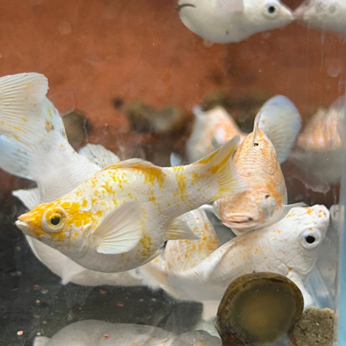 Orange Sakura Balloon Molly