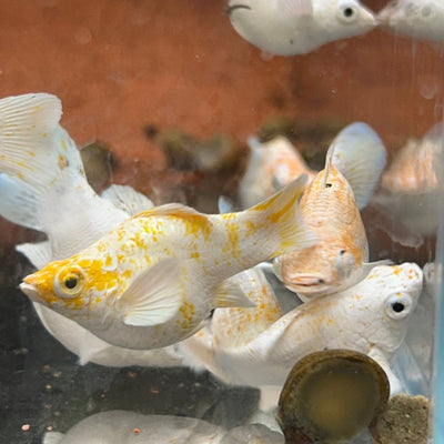 Orange Sakura Balloon Molly