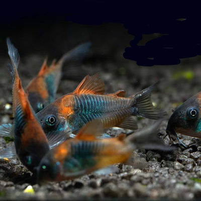 Orange Venezuelan Cory