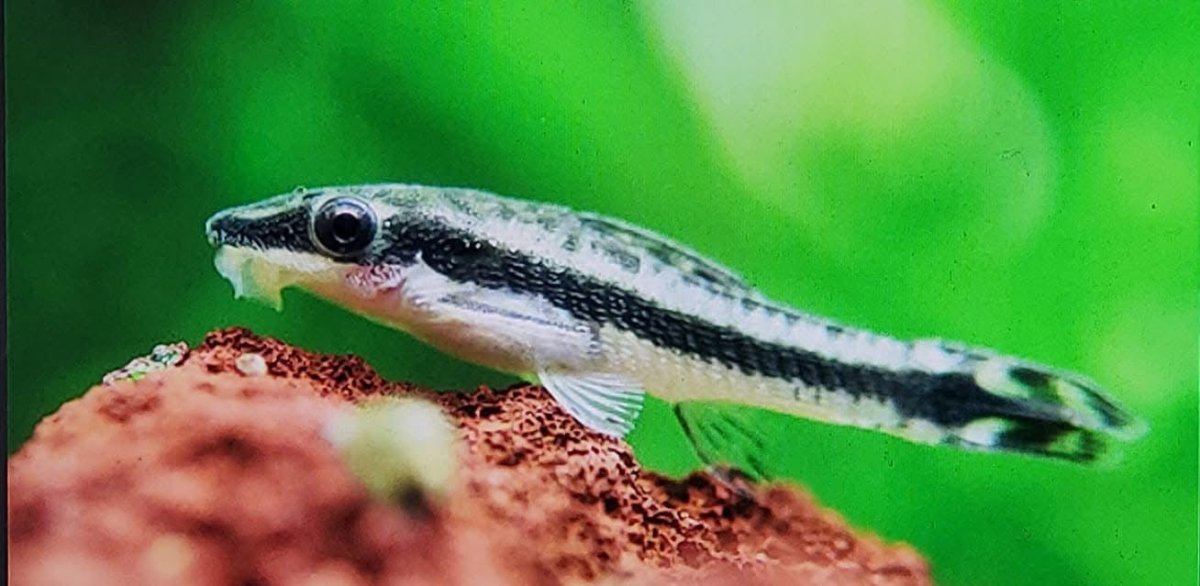 Otocinclus Catfish - King of Algae Cleaner