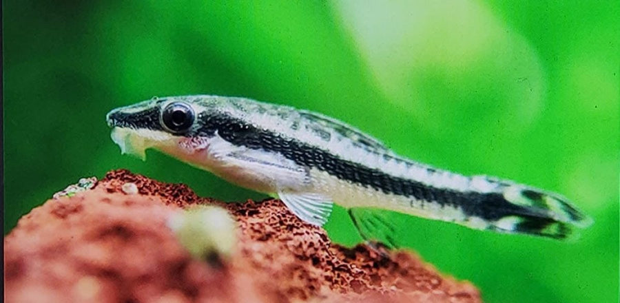 Otocinclus Catfish - King of Algae Cleaner Live Animals 1 corydoras