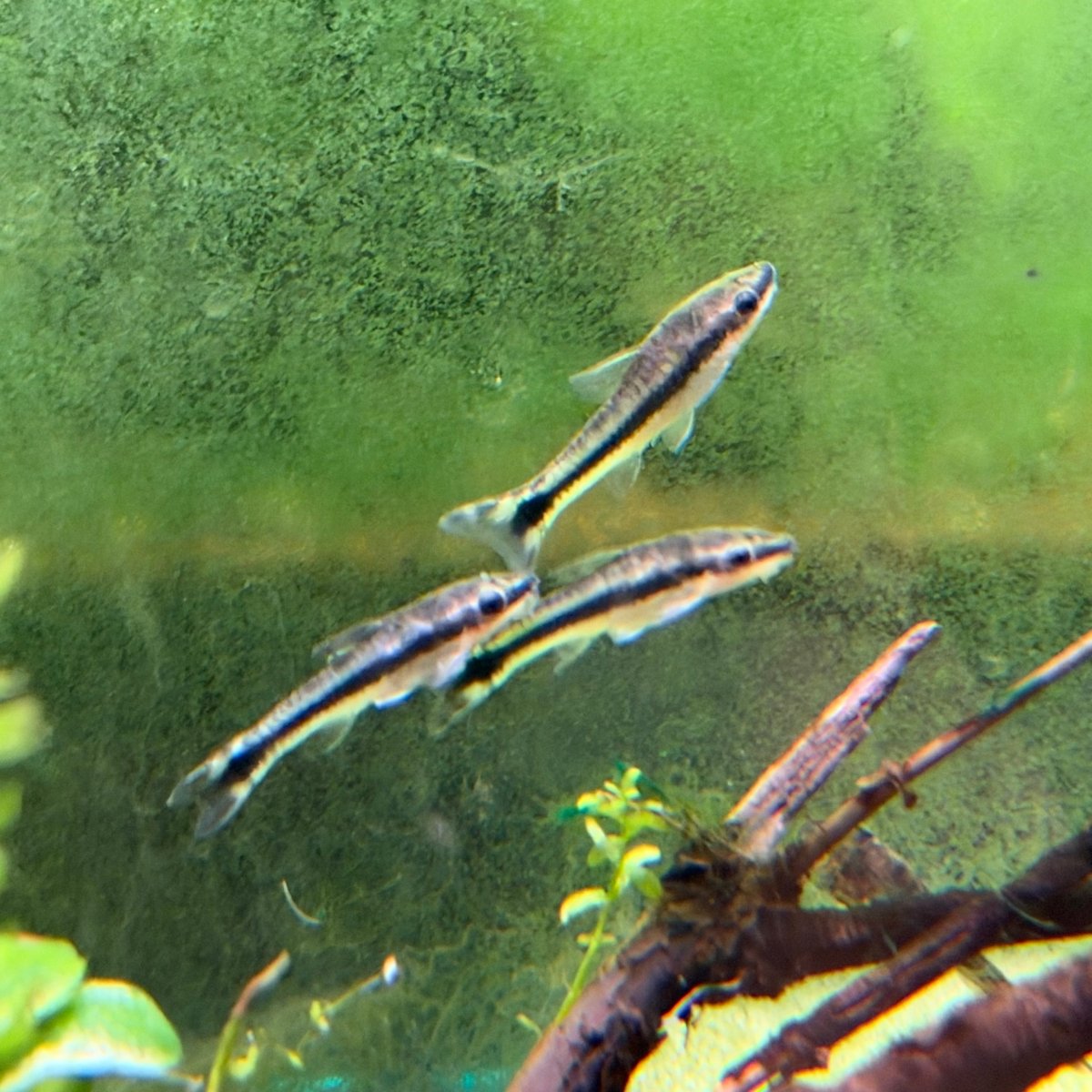 Otocinclus Catfish - King of Algae Cleaner