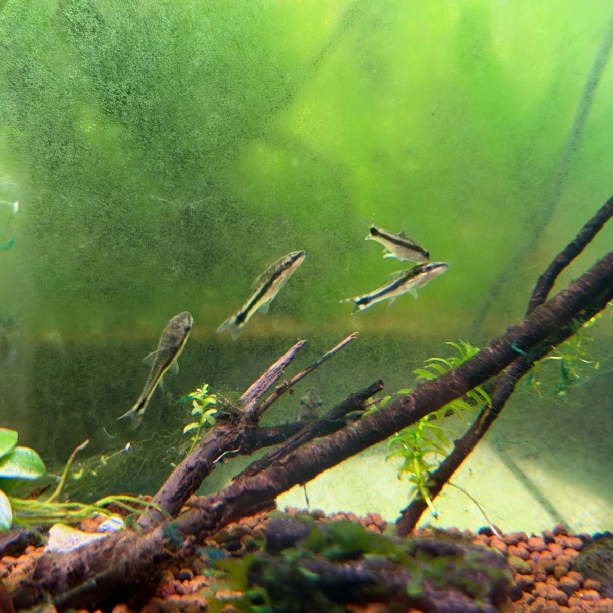 Otocinclus Catfish - King of Algae Cleaner