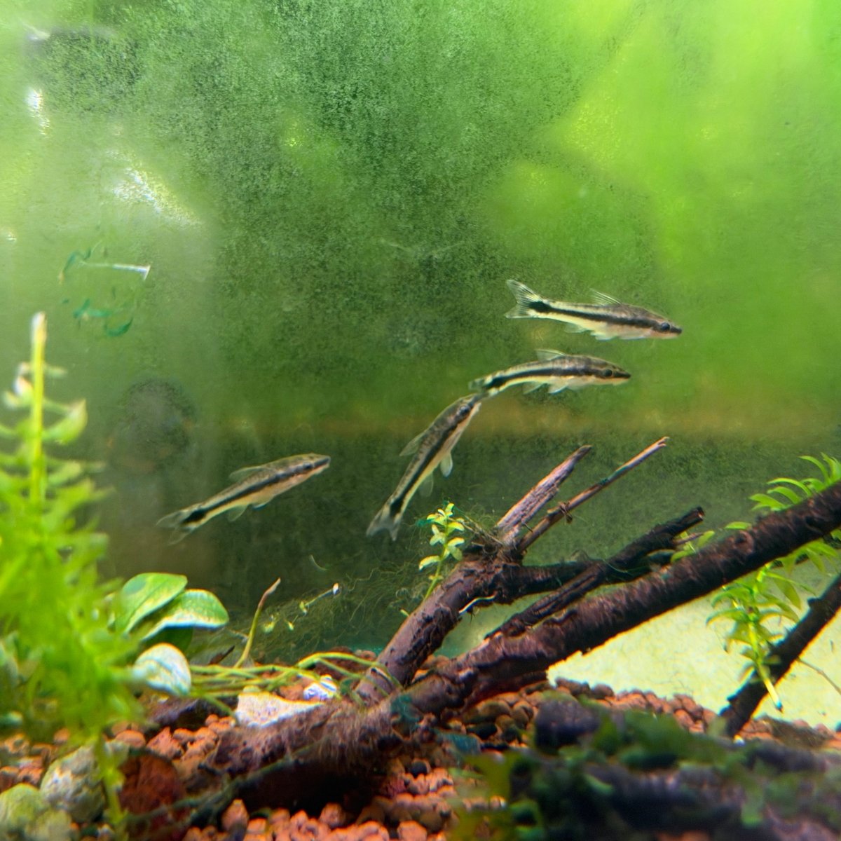 Otocinclus Catfish - King of Algae Cleaner