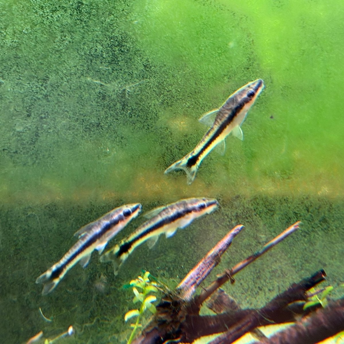 Otocinclus Catfish - King of Algae Cleaner