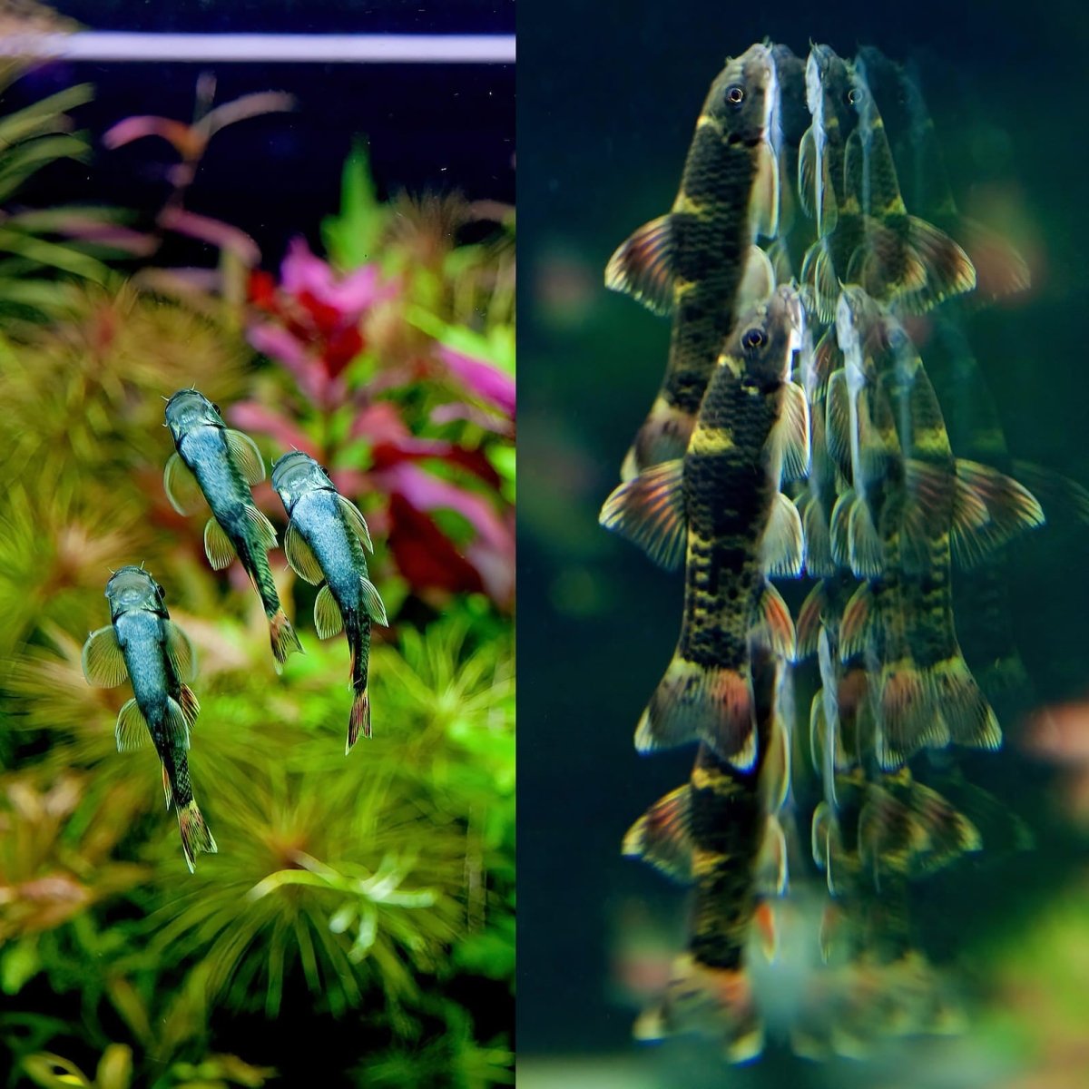 Panda Garra (Garra flavatra)