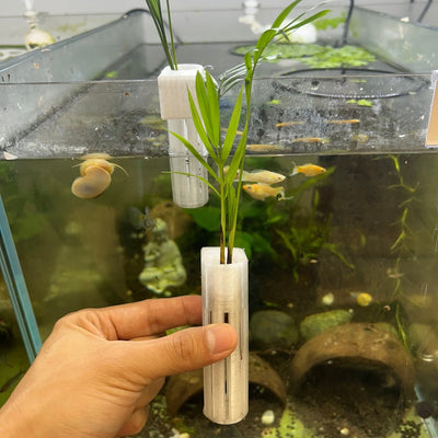 Parlor Palm Plant with Hang Pot on tank - Aquarium Safe