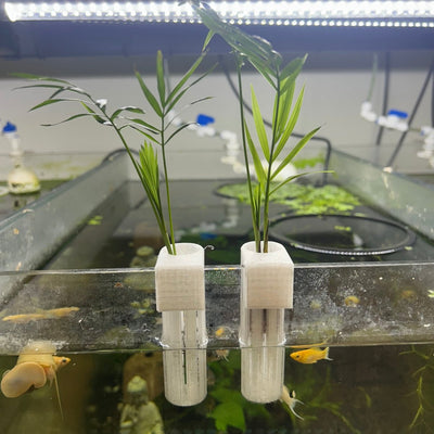 Parlor Palm Plant with Hang Pot on tank - Aquarium Safe