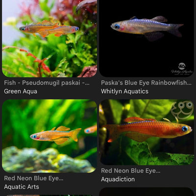 Paskai Pseudomugil (Red Neon Blue Eye) - Nano Fish