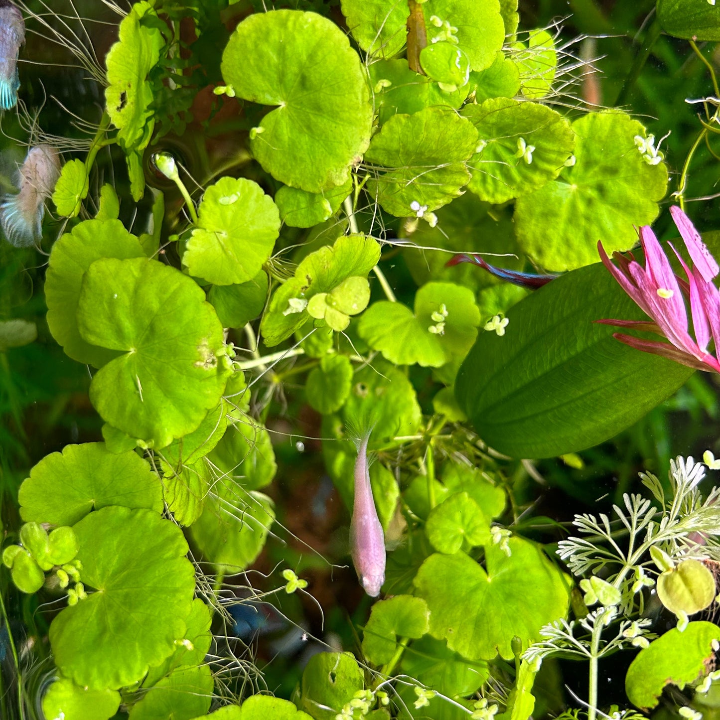 Pennywort