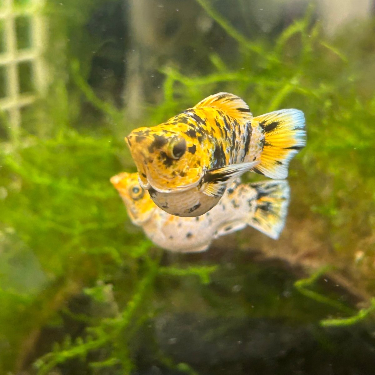 Pikachu Balloon Molly Fish - New Strains