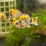 Pikachu Balloon Molly Fish - New Strains